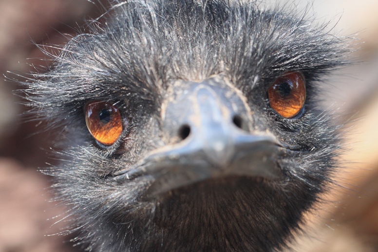 emu